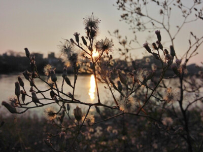 夕阳下的花