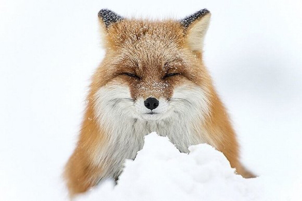 fox