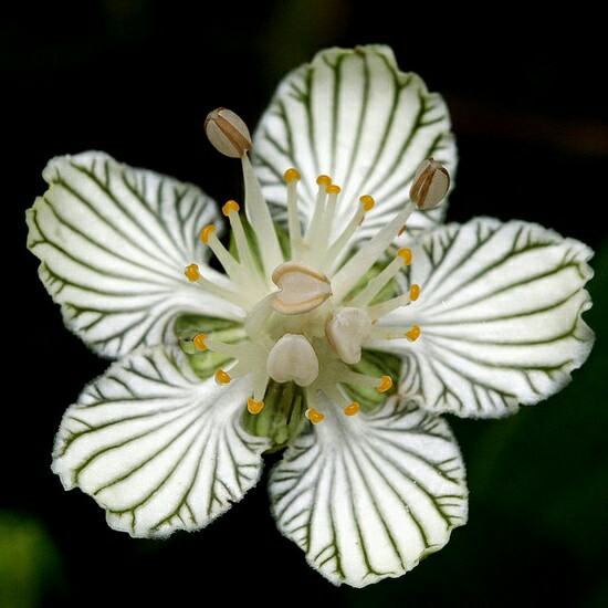 细叶梅花草 parnassia asarifolia：卫矛科梅花草属。此属植物很多都能长在寒冷贫瘠的地方，属名来自希腊神话帕纳赛斯Parnassus山是缪斯女神的所在