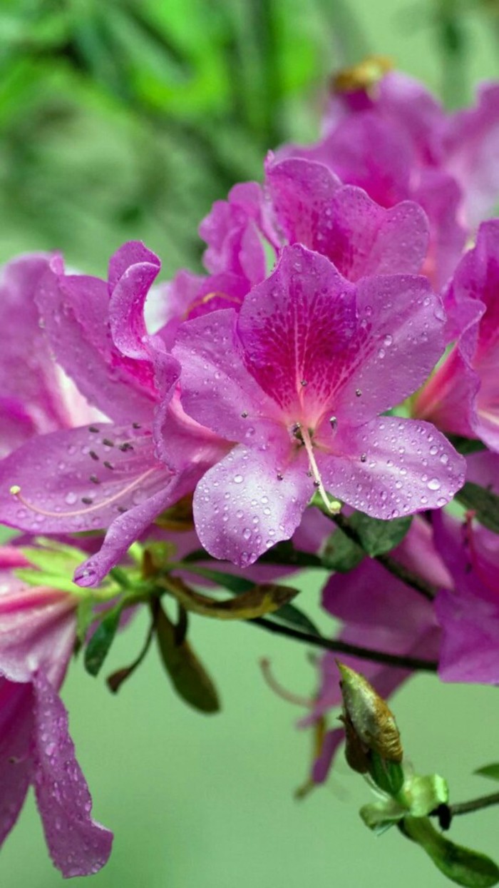 杜鹃花，别名：山踯躅、山石榴、映山红，拉丁文名：Rhododendron Simsii Planch.杜鹃花科、杜鹃花属落叶灌木或落叶灌木。全世界的杜鹃花约有900种。中国是杜鹃花分布最多的国家，约有530余种，杜鹃花种类繁多，花色绚丽，花、叶兼美，地栽、盆栽皆宜，是中国十大传统名花之一。传说杜鹃花是由一种鸟吐血染成的。湖北大别山下的麻城、武汉市黄陂区等地，盛产杜鹃花，大多俗称为映山红。