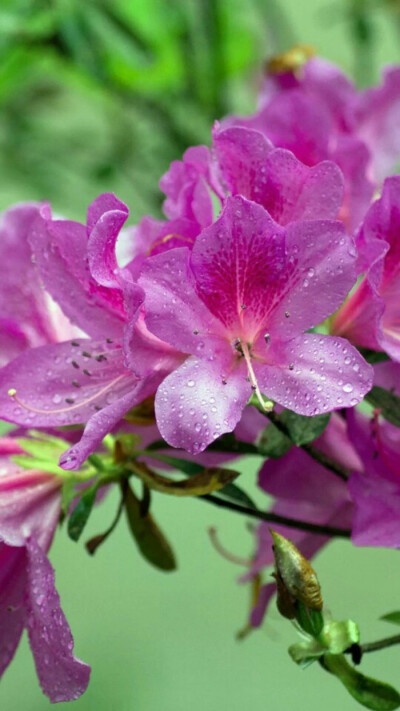 杜鹃花，别名：山踯躅、山石榴、映山红，拉丁文名：Rhododendron Simsii Planch.杜鹃花科、杜鹃花属落叶灌木或落叶灌木。全世界的杜鹃花约有900种。中国是杜鹃花分布最多的国家，约有530余种，杜鹃花种类繁多，花色…