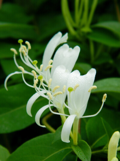 金银花 ，又名忍冬（学名：Lonicera japonica）。“金银花”一名出自《本草纲目》，由于忍冬花初开为白色，后转为黄色，因此得名金银花。药材金银花为忍冬科忍冬属植物忍冬及同属植物干燥花蕾或带初开的花。