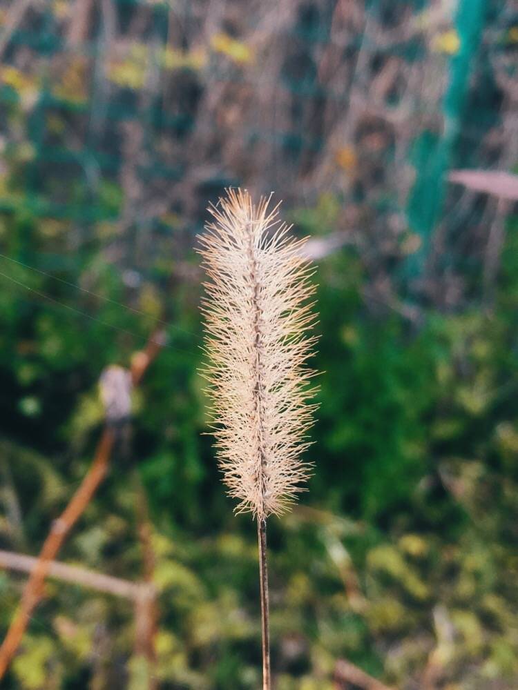 狗尾巴草