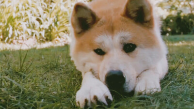 《忠犬八公的故事》 里面的秋田犬好萌！