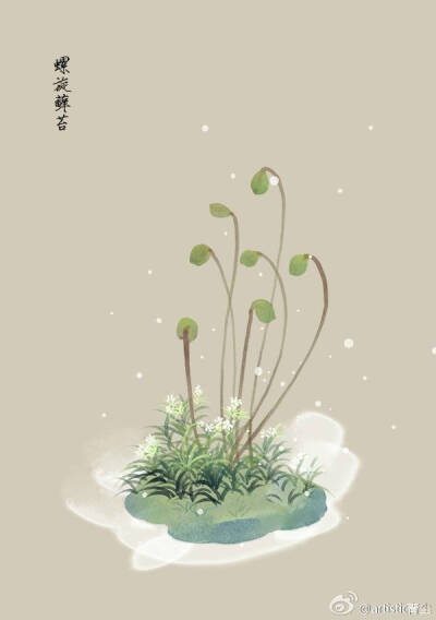 1月11日 螺旋藓苔(Screw Moss)
花语：安乐