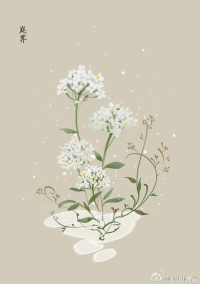 1月12日 庭荠 (Sweet Alyssum)
花语 : 优雅