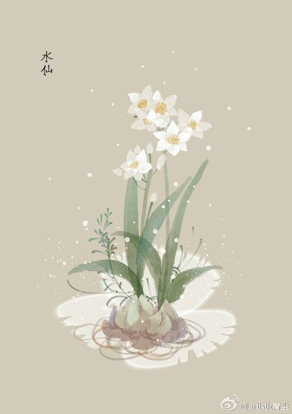 1月13日 水仙 (Narcissus)
花语 : 自我