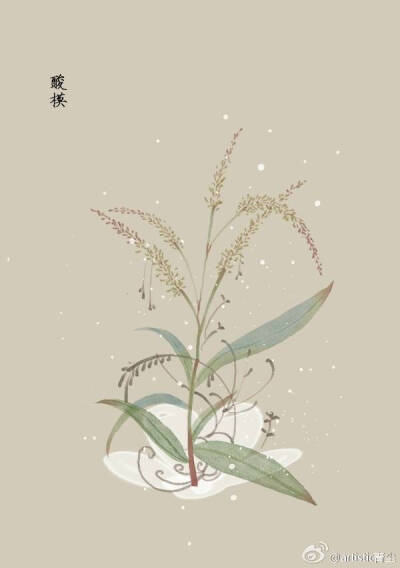 1月17日 酸模（Sorrel）
花语 : 挚爱