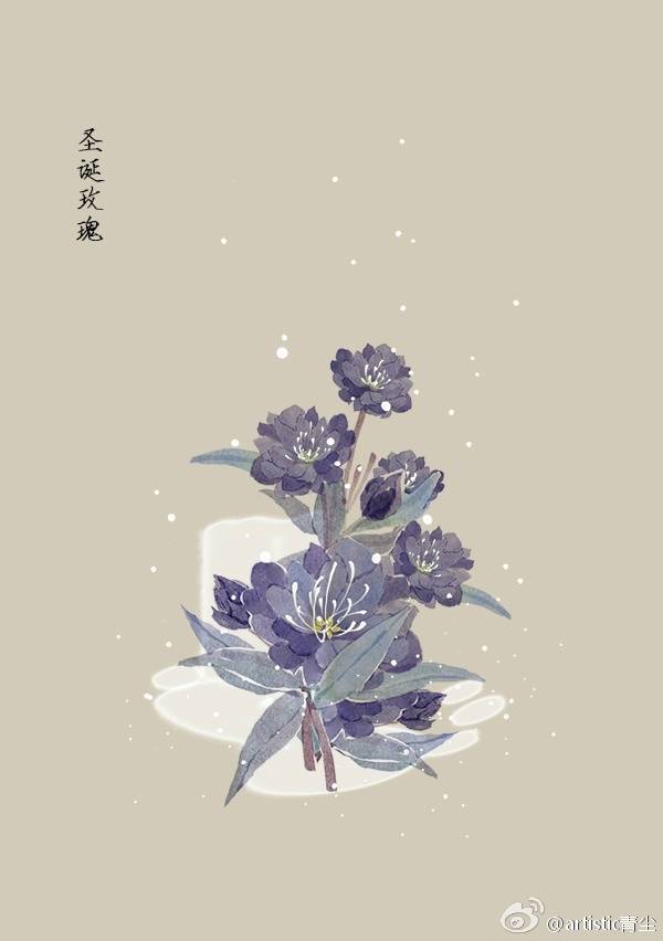 1月21日 生日花：圣诞玫瑰（Christmas Rose）
花语：矛盾（Contradiction）