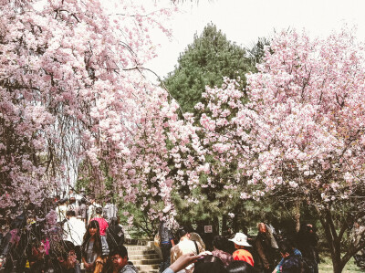 在西安青龙寺看樱花、