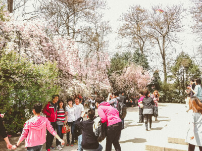 在西安青龙寺看樱花、