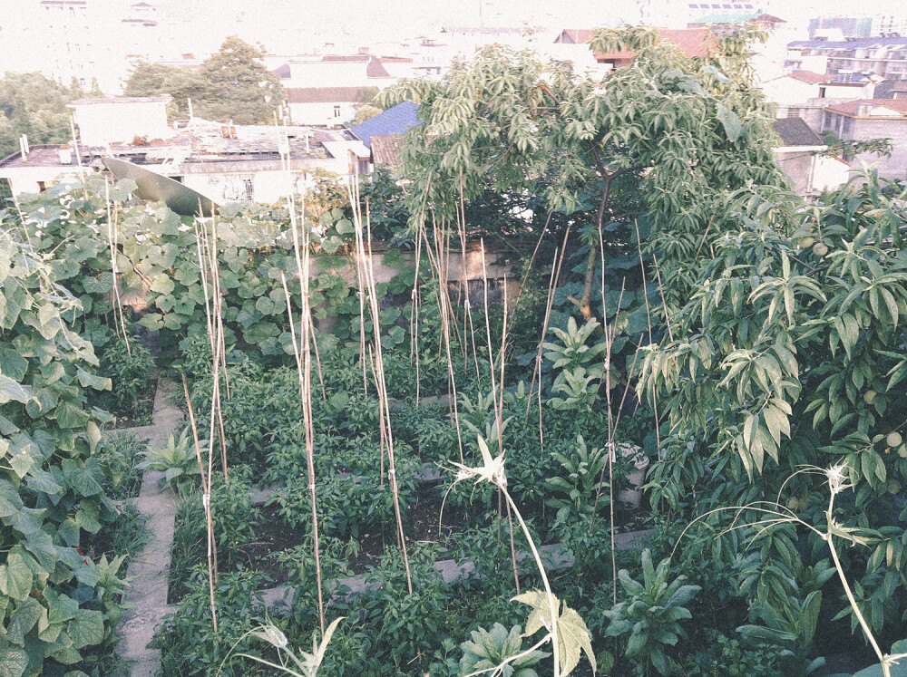 楼顶奶奶拾捯的菜园，什么品类都有，我们家的瓜果生蔬全是自产自销，最喜欢生吃的是自家的黄瓜和桃子，还有一株柚子树，长得也不错哦、