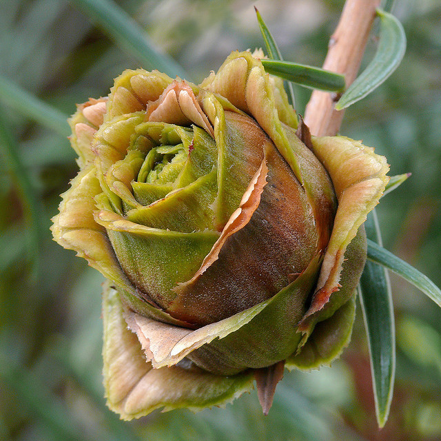 云南油杉(keteleeria evelyniana)松科,油杉属.
