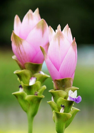 姜花(Siam Tulip)，热带花卉。花瓣呈现小荷尖尖角的形状，在尖角头处还会有加深的撞色色彩，极其富有视觉效果。根据她本身形状的特点，亦非常适合独居于长形花瓶中，成为一道不可忽略的风景线哦。