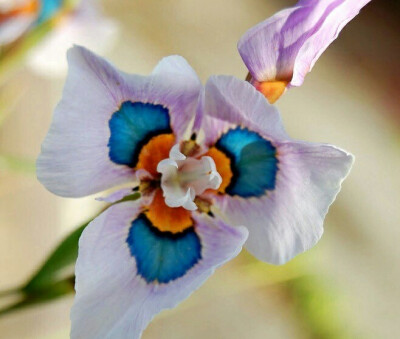 孔雀鸢尾（Peacock Iris，学名：Moraea villosa），天门冬目鸢尾科，草本开花植物，分布於南半球。希腊人相信此花能将灵魂托付爱丽丝带回天国，这也是花语一“爱的使者”的由来