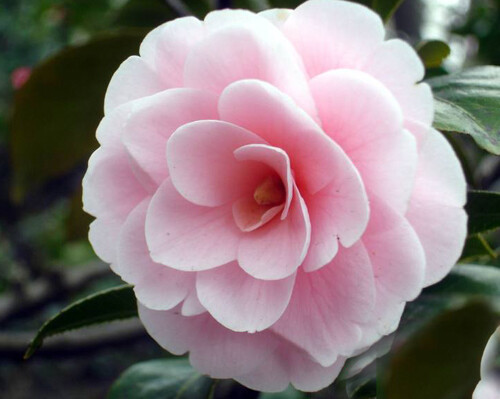 茶花，又名山茶花（學(xué)名：Camellia japonica），山茶科植物，屬常綠灌木和小喬木。古名海石榴。有玉茗花、耐冬等別名，在韓語中也被叫做冬柏花，在韓國海云臺(tái)區(qū)的冬柏島就是以茶花的名為此島命名，又被分為華東山茶、川茶花和晚山茶。茶花的品種極多，是中國傳統(tǒng)的觀賞花卉，“十大名花”中排名第八，亦是世界名貴花木之一。山茶也是金華市、重慶市、青島市、景德鎮(zhèn)市、溫州市和日本的銚子市的市花。