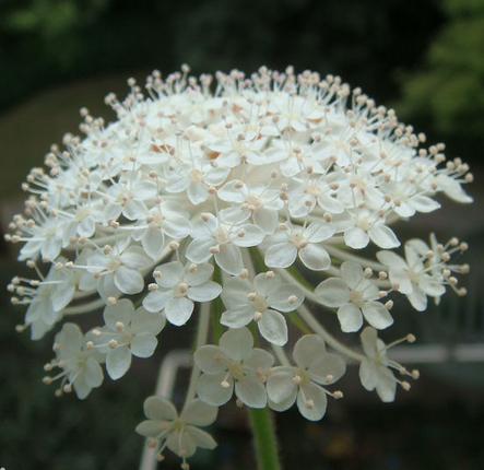 翠珠花Trachymene coerulea.别称蓝蕾丝花。我们所看到的球型花朵，是由许多小花集合成直径约5公分的半球型花序。翠珠花自然开花高度约50-60公分，以这种大小来看，植株要与盆子的比例种到很好看时，势必要用较大尺寸且配合摘心才会达到效果。翠珠花还是很适合家庭兴趣栽培者栽培，尤其是种在花坛里，花朵数多且观赏期间长，开花时是十分壮观的。原产地北非及中东。花语：纯洁、幸运...