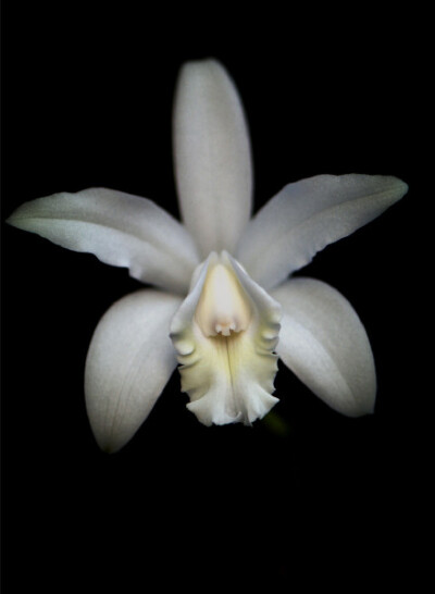 Cattleya intermedia var. alba 'Breckenridge Snow' ，卡特兰属。