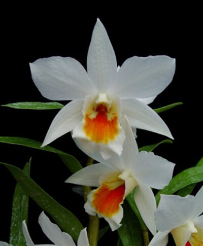 石斛属 Dendrobium ，高山石斛 Dendrobium infundibulum ，隶属于黑毛组 Dendrobium sect. Formosa ，整个石斛属最梦幻也是最难伺候的种之一，夸张的瓣片像卡特兰一样张开，大气冷艳。极度的怕热，不过现在培育出来…