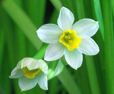 【叁月花开】水仙花——花语:想你/期盼爱情。＊花之孤独清逸者，一花自成一世界。