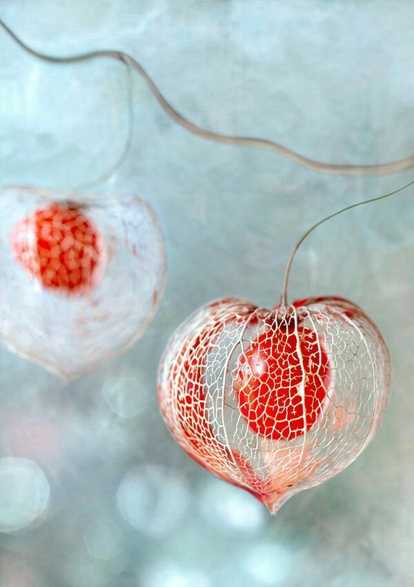 锦灯笼（Chinese Lantern ），学名酸浆又名姑娘儿，茄科酸浆属宿根草本植物，果实甜美清香,含丰富的维生素C。红菇娘生长在林间路缘，山林野趣，成熟时挂满枝头，如同一串串灯笼，别具特色。红菇娘花语：春华秋实，自然美！