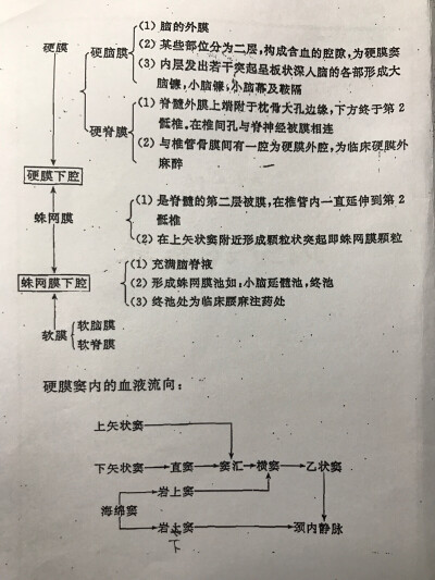 脑和脊髓的被膜