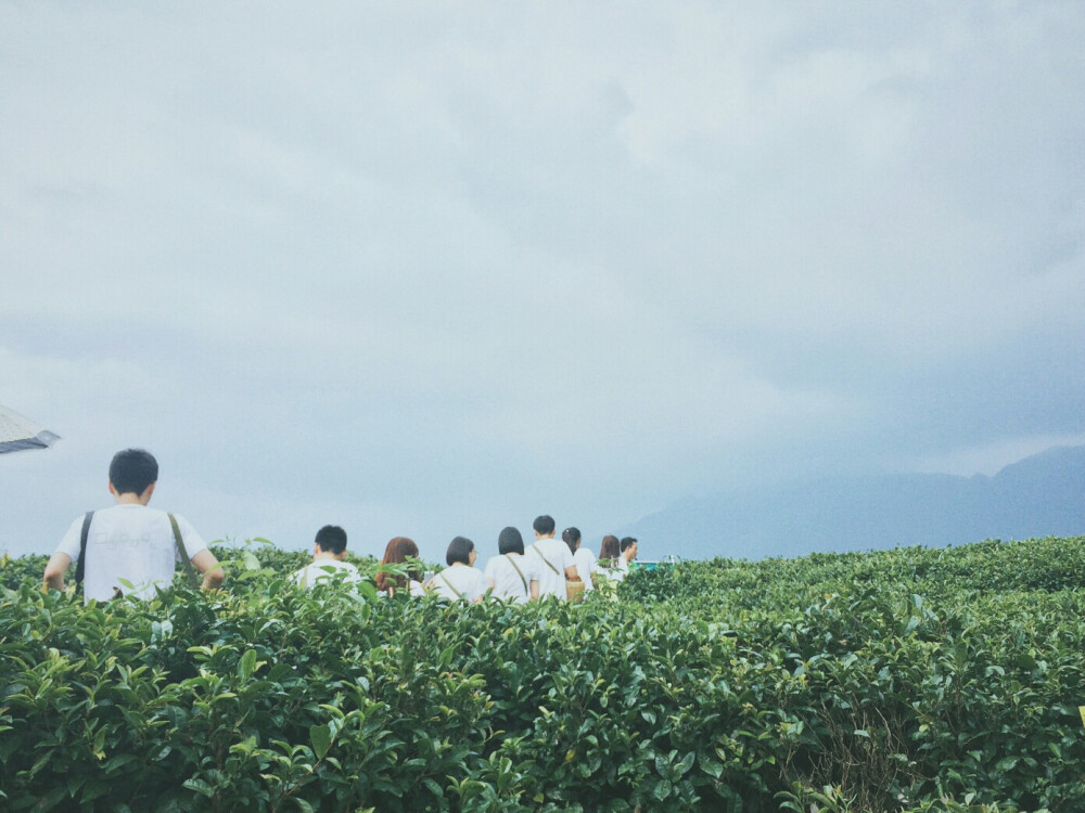 茶园 在离天好近的地方