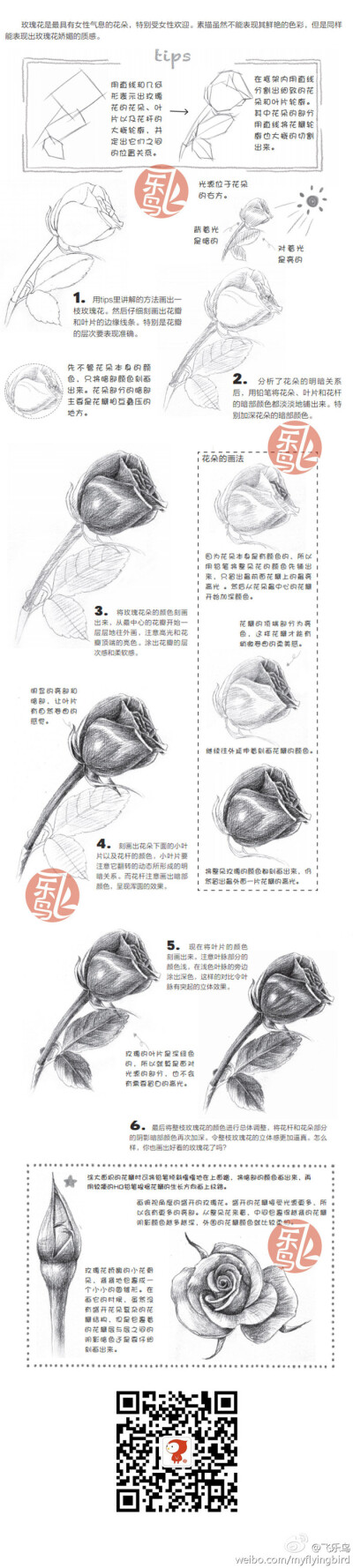 飞乐鸟-素描