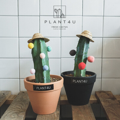 PLANT4U 龙神木 韩国ins创意桌面道具仙人掌装饰盆栽 仙人柱植物