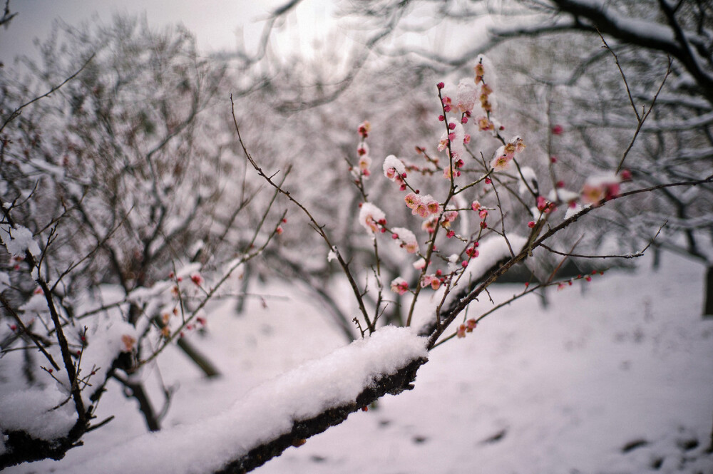 『 梅须逊雪三分白，雪却输梅一段香 … 』