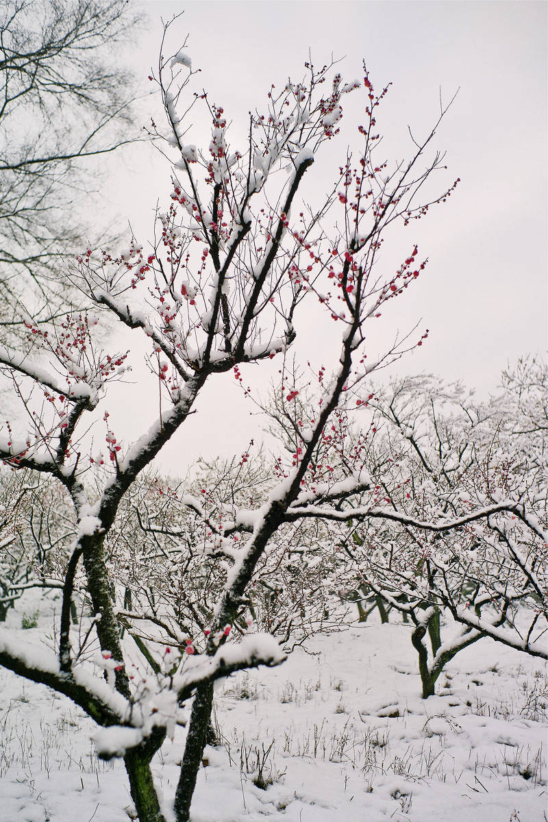 『 梅须逊雪三分白，雪却输梅一段香 … 』