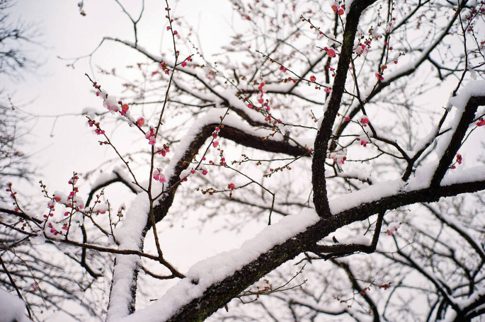 『 梅须逊雪三分白，雪却输梅一段香 … 』