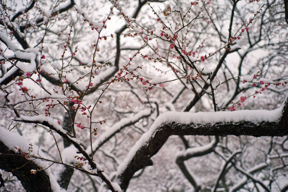 『 梅须逊雪三分白，雪却输梅一段香 … 』