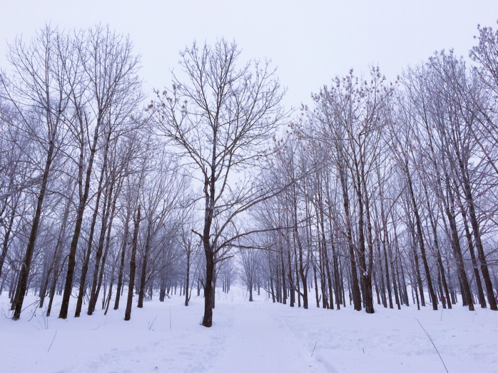 2016.12.04 雪谷到雪乡徒步 羊草山 很美