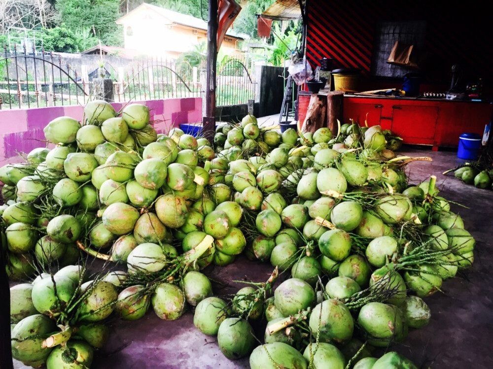 这样吃椰子才比较霸道| Phuket 普吉 |