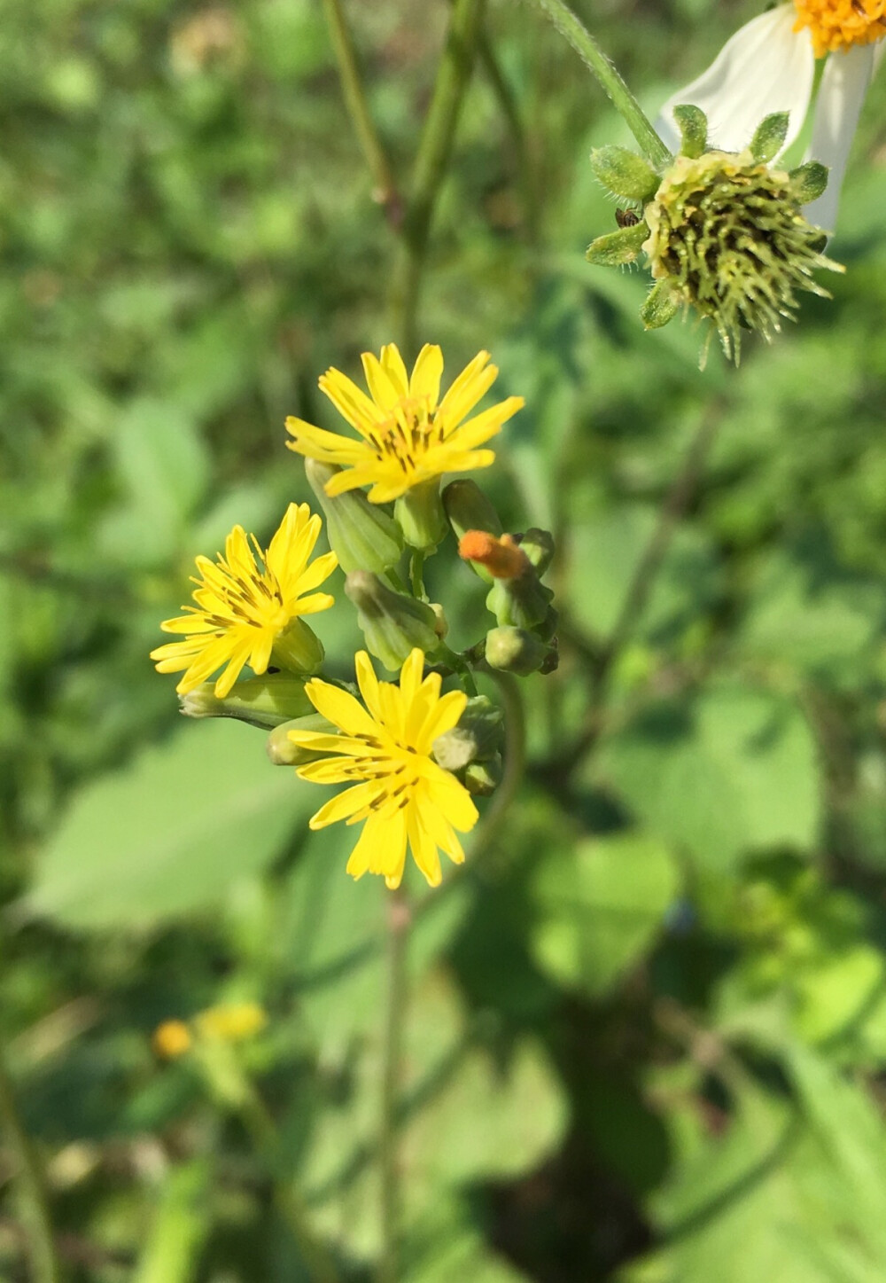 康定黄鹌菜