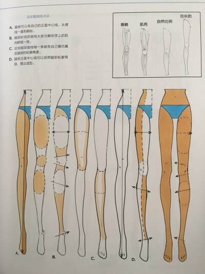 《美国经典时装画技法》绘制腿