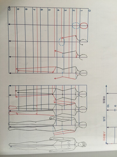 时装画人体比例图