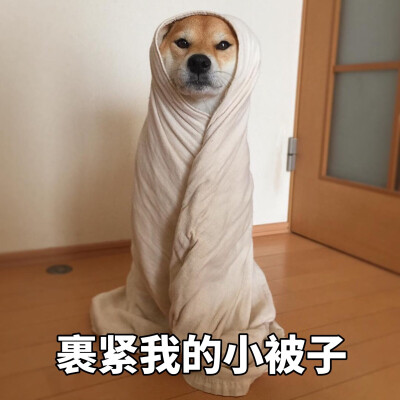 柴犬