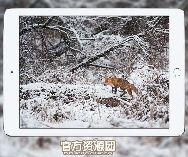 雪花 下雪 雪山 雪狐 滑雪 雪松 壁纸 锁屏 桌面 墙纸 iPhone ipad PC itools 唯美 简约 静谧 高清 超清 2k