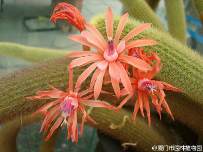 黄金钮Cleistocactus winteri/Hildewintera aureispina
仙人掌科管花柱属的黄金钮是一种直立或匍匐的蛇形植物。看它这密密麻麻的细刺咱就知道千万不能用手去摸了。它的花倒是非常漂亮，带着金属光泽的橙色