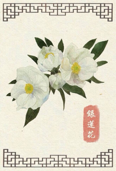 手绘～银莲花