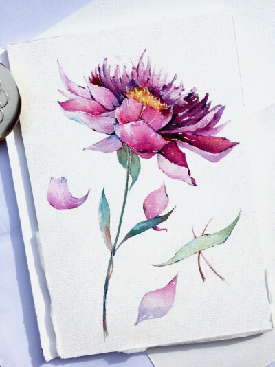 水彩 插画 绘画 手绘 清新 植物 花卉