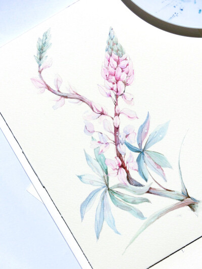 水彩 插画 绘画 手绘 清新 植物 花卉