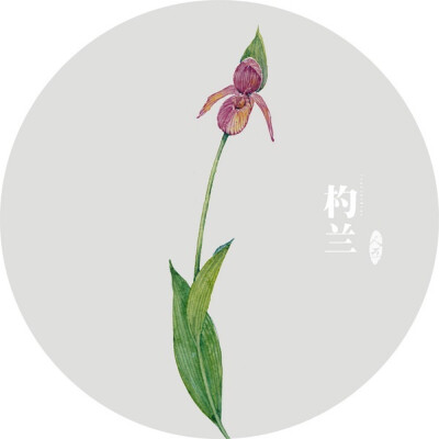 水彩画-植物