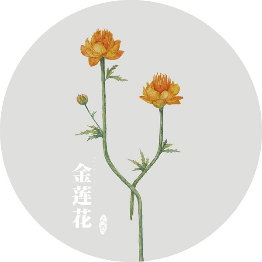 水彩画-植物