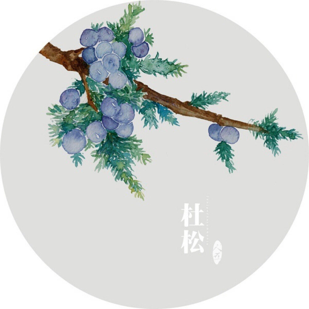 水彩画-植物