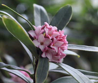 金边瑞香（拉丁学名：Daphne odora）是瑞香的变种，是瑞香科、瑞香属常绿小灌木，叶片边缘淡黄色，中部绿色。是中国传统名花，世界名花。金边瑞香以“色、香、姿、韵”四绝著称于世，留下了“牡丹花国色天香，瑞香花…