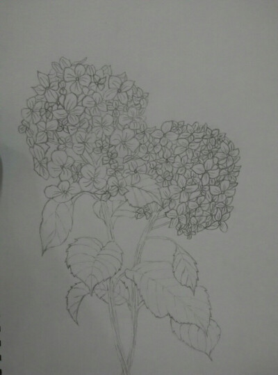 素描花类