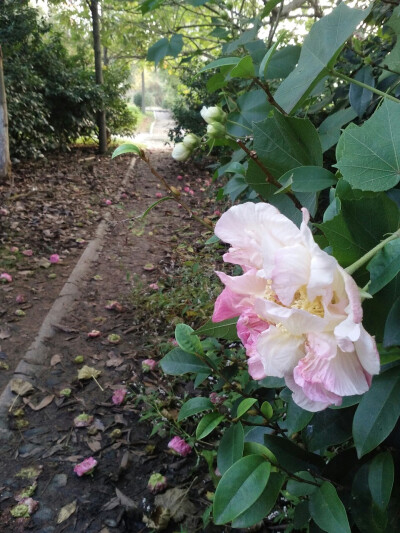 城头尽种木芙蓉，秋日盛开似锦绣
花语：美丽，纯洁，象征着高洁之士，美人